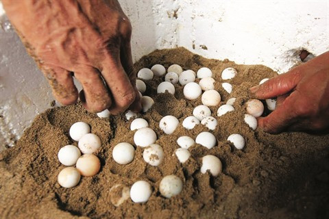 Les œufs de tortue sont mis dans du sable à une température et à une humidité précises. 