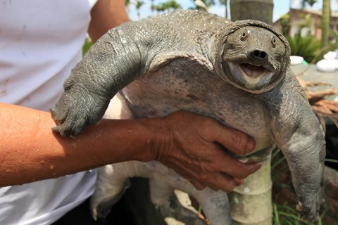 L’élevage des tortues à épines est très rentable. Une tortue à épines destinée à la reproduction se vend 300.000 dôngs. 