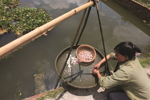 La tortue et un animal poïkilotherme, c’est-à-dire que sa température corporelle change selon la saison. Elle est omnivore mais elle consomme beaucoup les jours chauds et peu les jours froids. Il est préférable de les faire manger par temps ensoleillé, lorsque leur métabolisme est actif.
