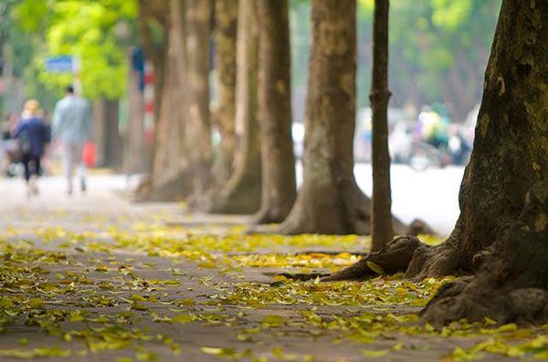 L'automne est la saison de la chute des feuilles. De vieilles rues comme Phan Dinh Phùng, Hoàng Diêu, Trân Phú... se transforment en des lieux fantastiques, donnant à voir le meilleur des paysages d’automne de tout Hanoï.