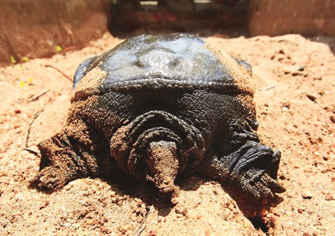 Sur le sable, une tortue s’expose au soleil ou pond. 