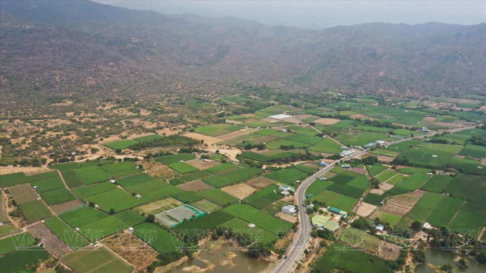  Zone de viticulture dans la province de Ninh Thuan. Photo : VI