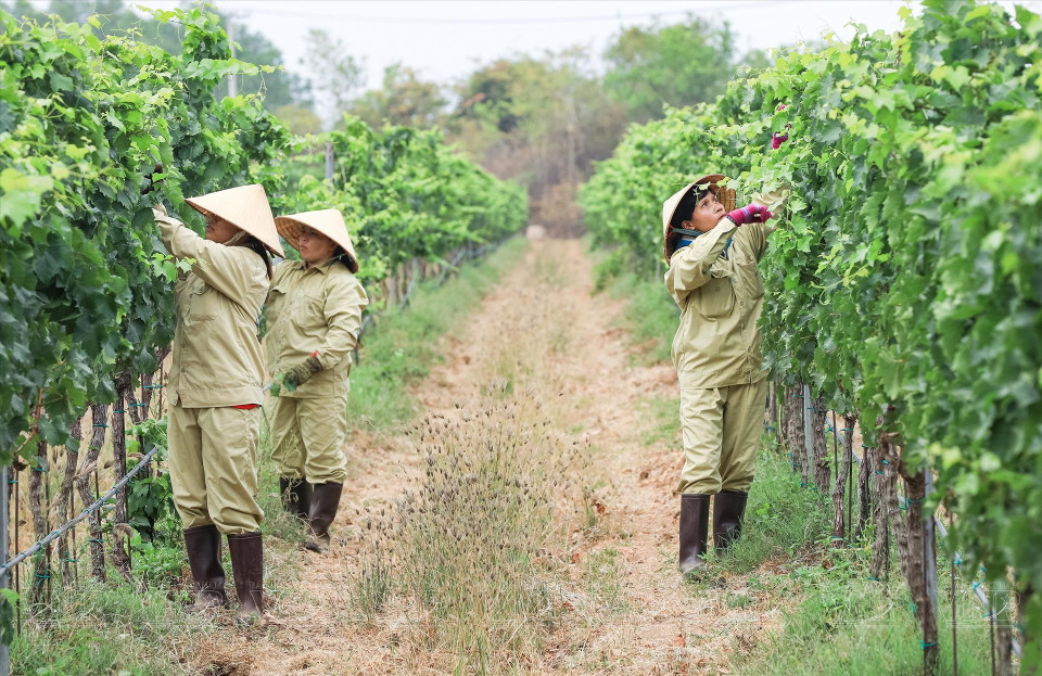  Des ouvriers de la société Lam Dong s'occupent du vignoble de Sauvignon, un cépage utilisé pour produire du vin blanc à Ninh Thuan. Photo : VI