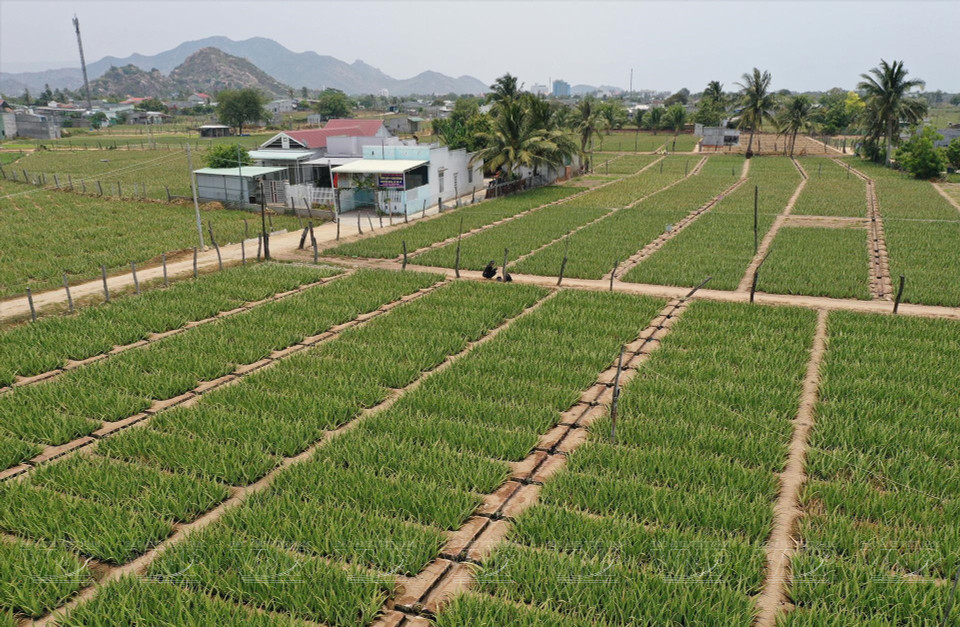  Vue panoramique de la zone de culture d'aloe vera à Ninh Thuan. Photo : VI