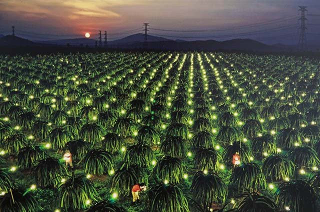 Le verger des fruits de dragons. 