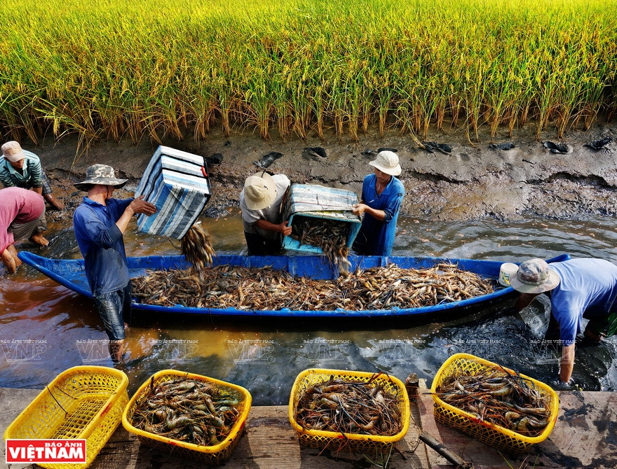 Récolte de crevettes géantes d’eau douce (Macrobrachium rosenbergii) à Ca Mau. Photo: Vietnam Illustré