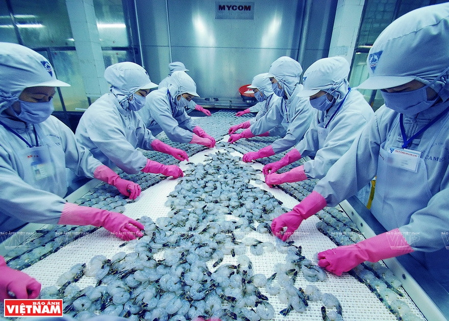 Ca Mau compte une trentaine d’usines de transformation de crevettes, d’une capacité annuelle estimée à 200.000 tonnes, expédiées vers 90 pays et territoires. Photo: Vietnam Illustré