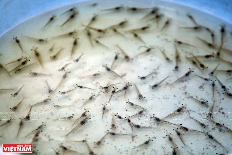Des crevettes de reproduction vont être lâchées dans des bassins d'élevage à Ca Mau. Photo: Vietnam Illustré
