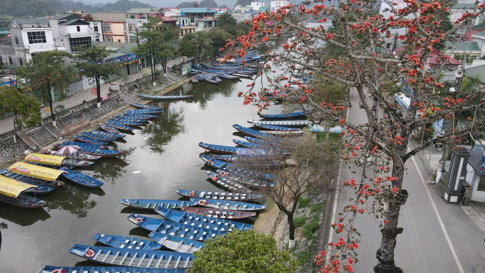Lors des derniers jours du printemps, de nombreuses zones suburbaines de Hanoi sont ornées de fleurs rouges nommées en vietnamien «hoa gao» (bombax ceiba).