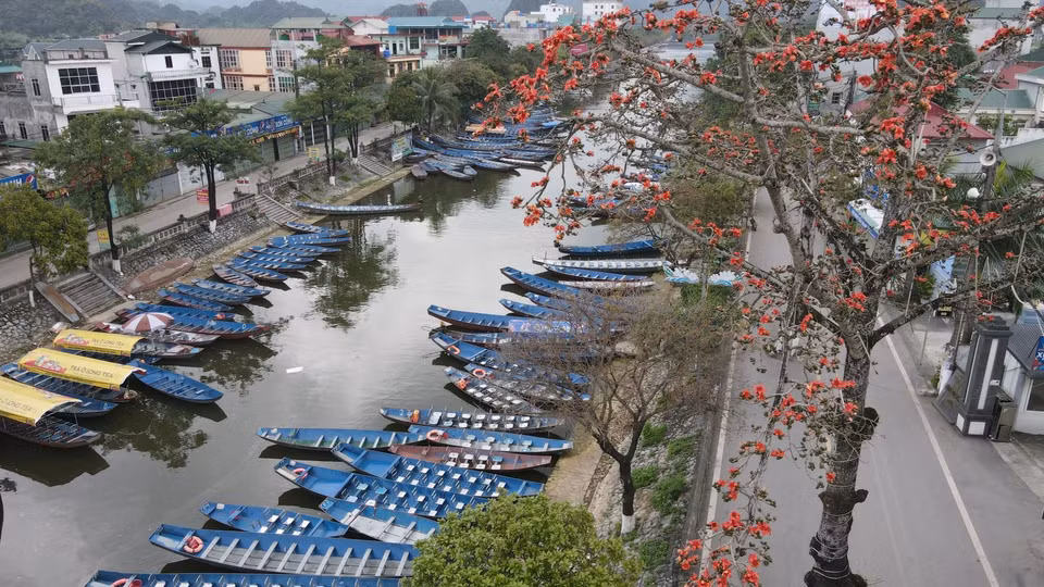 Lors des derniers jours du printemps, de nombreuses zones suburbaines de Hanoi sont ornées de fleurs rouges nommées en vietnamien «hoa gao» (bombax ceiba). 