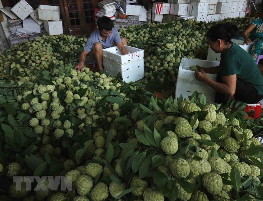  Chez un commerçant dans le chef-lieu de Dong Banh, district de Chi Lang: la récolte est sélectionnée avant d’être vendue dans l’ensemble du pays ou exportée en Chine.