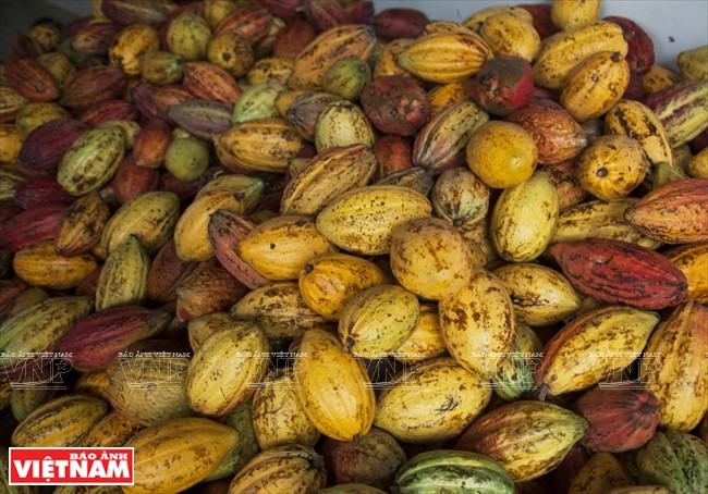  Le cacao vietnamien est très apprécié pour sa qualité et son arôme.