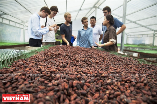  Les fèves de cacao fermentées sont séchées.