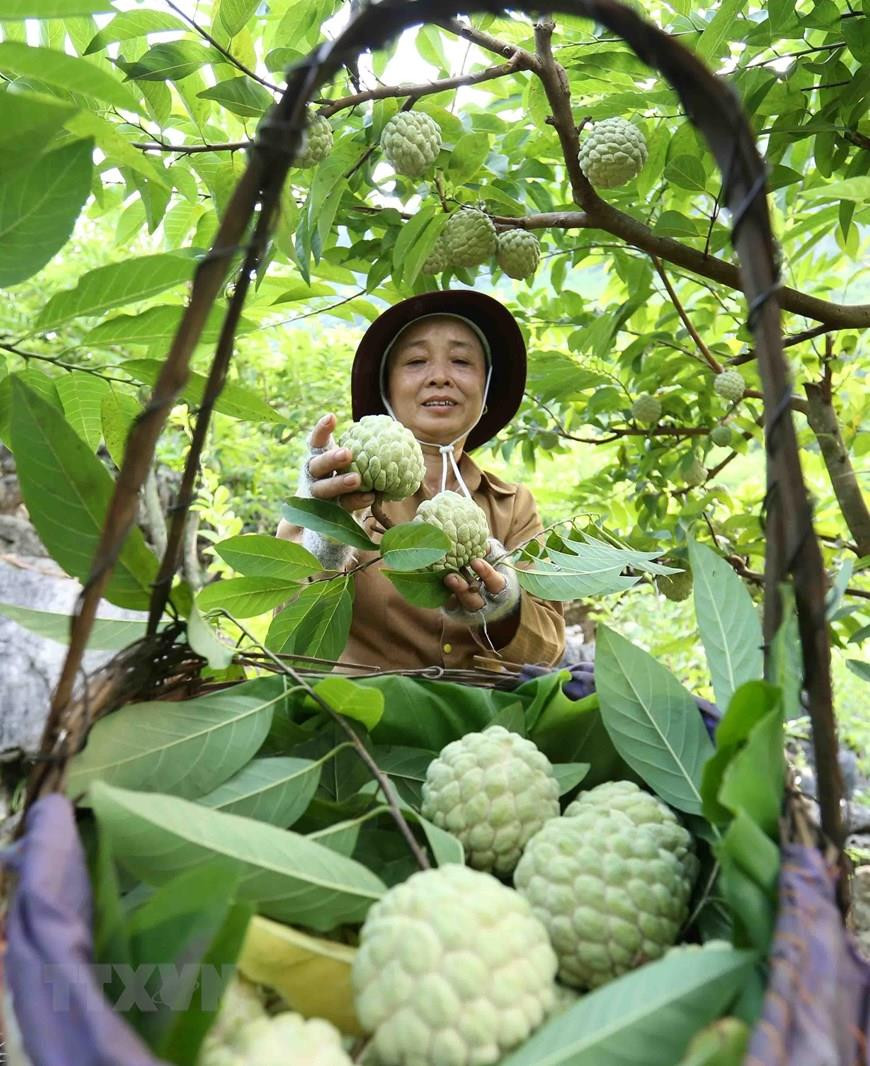  Pour la saison de récolte 2019, le district de Chi Lang dans la province de Lang Son (Nord) compte environ 1.600 ha de cultures de pomme cannelle donnant des fruits, dont plus de 195 ha aux normes VietGAP et GlobalGAP. 