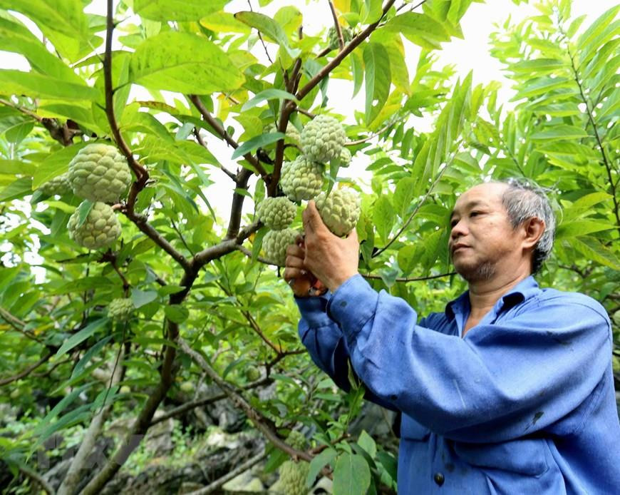  Pour la saison de récolte 2019, le district continue d’encourager les agriculteurs à appliquer des normes de bonnes pratiques agricoles vietnamiennes VietGAP ou mondiales GlobalGAP. 