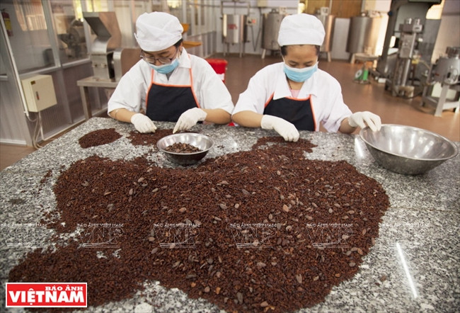  Des fèves de cacao.