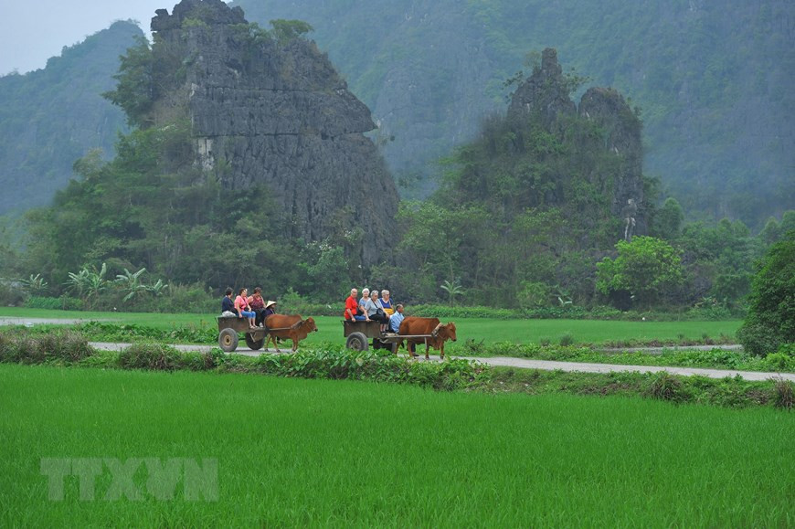  Les chars à bœufs desservent les touristes pour contempler les paysages de Tam Coc. 