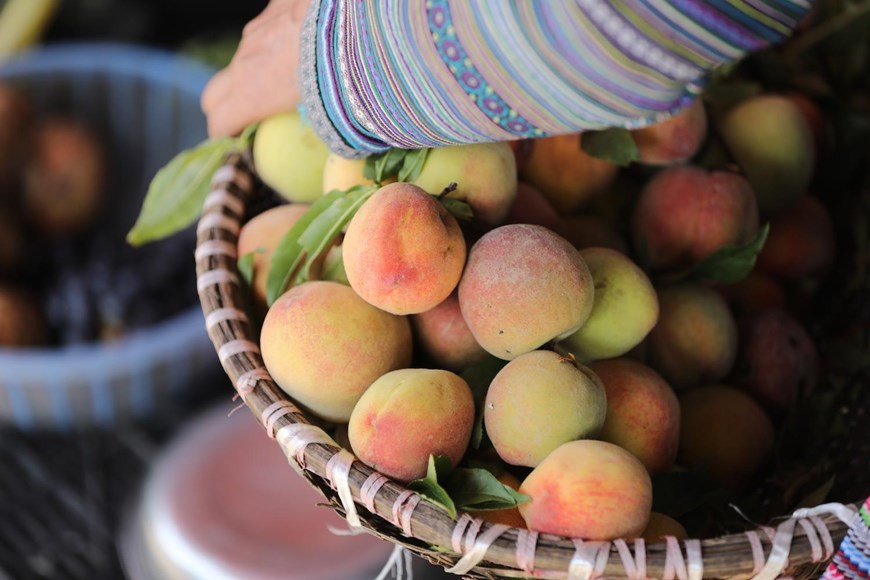  Des prunes, des pêches sont des spécialités à Lao Cai. 