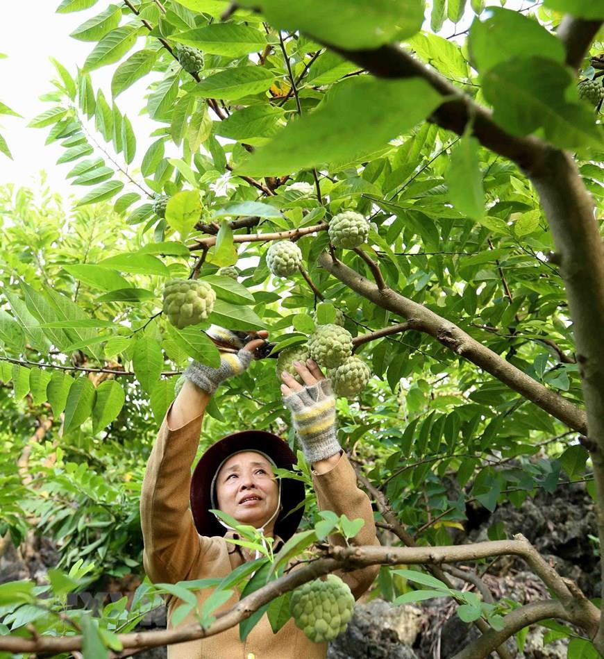 Le volume de fruits du district de Chi Lang est estimé à 16.000 tonnes pour une valeur d’environ 600 milliards de dôngs de chiffres d’affaires.