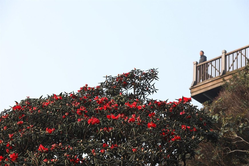  En avril, la forêt de Hoang Lien et Sa Pa dans la province de Lao Cai sont teints de couleur rouge d’azalées rares.