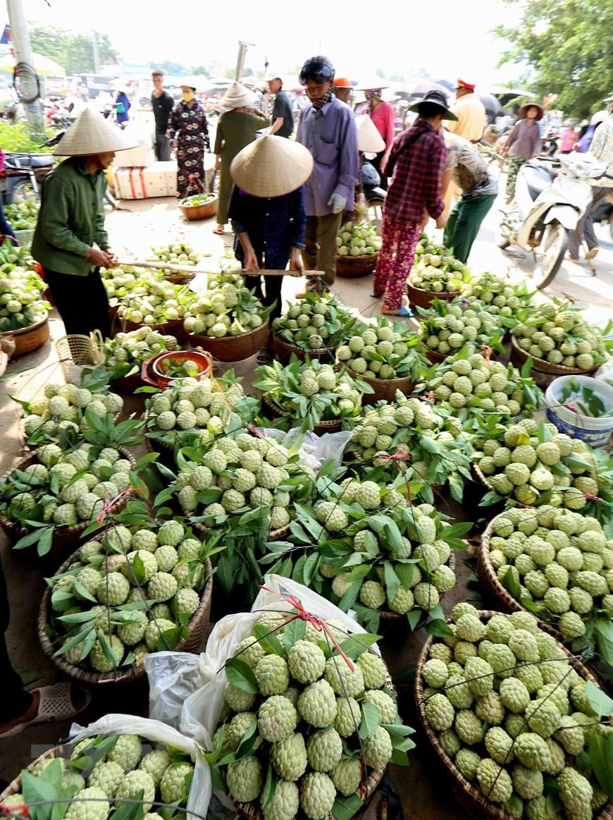  Un marché de pomme cannelle dans le chef-lieu de Dong Banh, district de Chi Lang, province de Lang Son. 