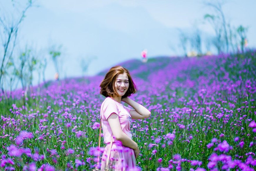  En outre, si vous venez à Fansipan à cette occasion, vous serez attirés par des fleurs violettes à la station de téléphérique du mont Fansipan. 