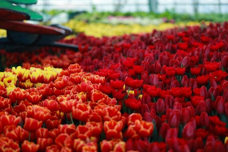  L’événement est le plus grand festival de tulipes au Vietnam, avec 100.000 fleurs qui sont changés régulièrement au cours des deux mois du festival. 