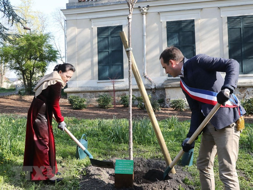  La présidente de l’Assemblée nationale du Vietnam, Nguyen Thi Kim Ngan, plante un arbre à l’espace dédié à la mémoire de Ho Chi Minh. 