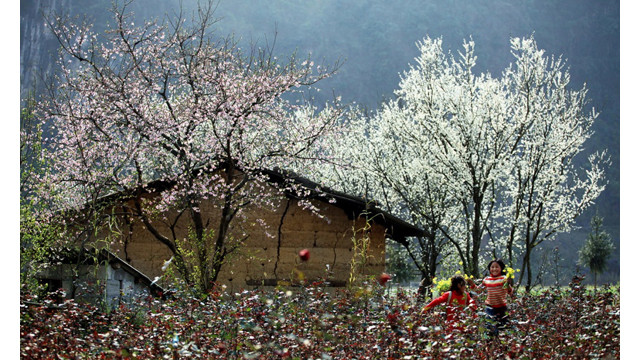  Pour exploiter efficacement les potentiels de la nature naturelle de Diên Biên, notamment à la saison des fleurs de bauhinie, la province de Diên Biên a organisé la fête des fleurs de bauhinie en mi-mars.