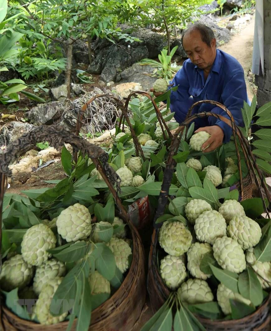  Tri des pommes cannelles sur une zone de plantation.