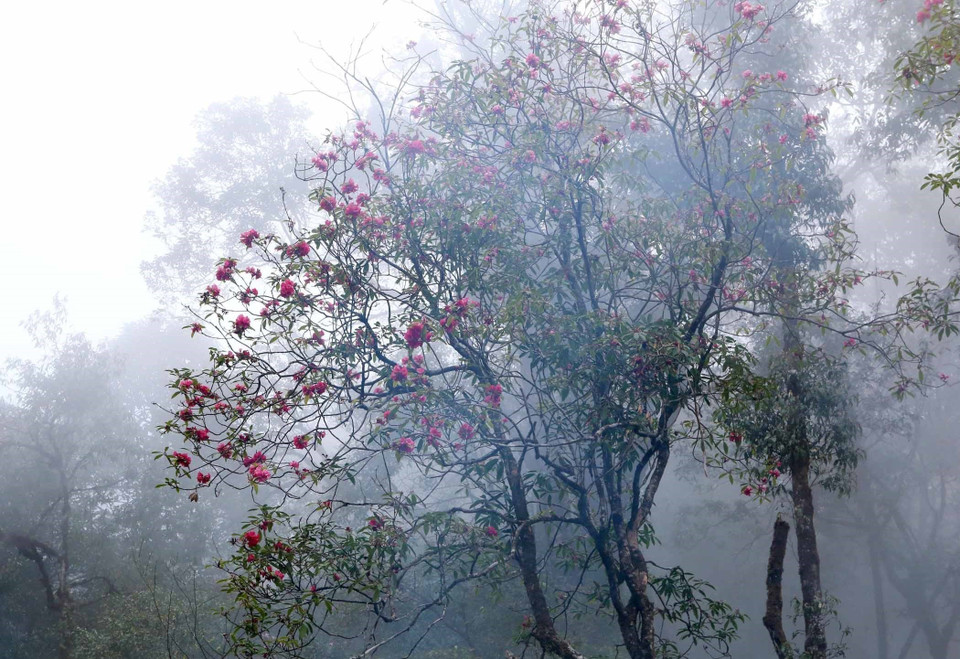 Le rhododendron est considéré comme l'une des fleurs immortelles des montagnes du Nord-Ouest. Photo: VNA
