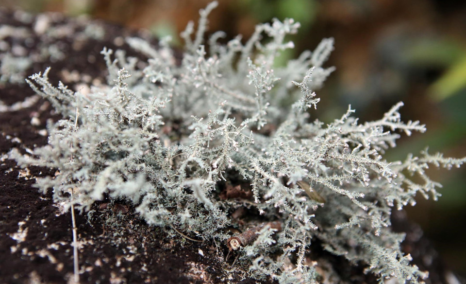 La végétation vivant sur la roche a des couleurs extrêmement étranges et belles. Photo: VNA