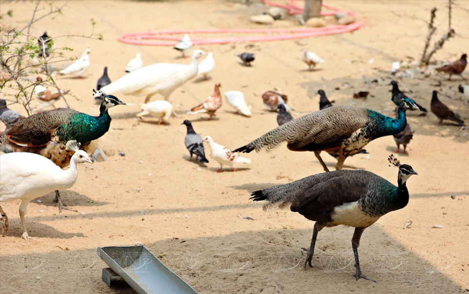 De nombreux paons, faisans et autres oiseaux rares ont été importés pour être élevés au zoo. 