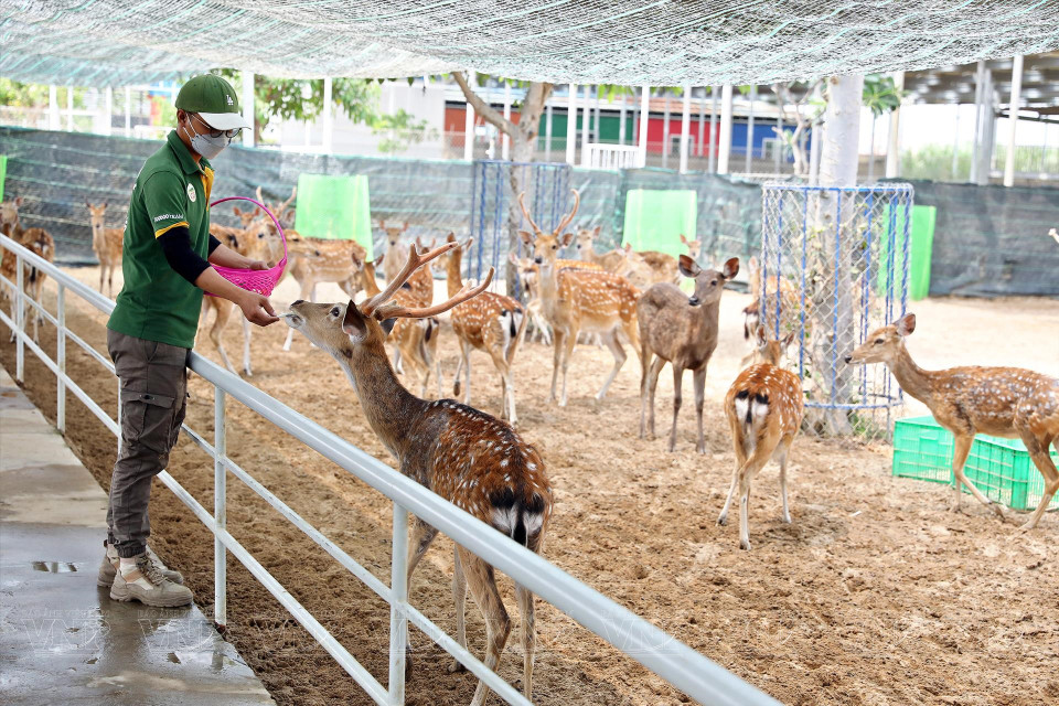 Nourrissage de dains. 