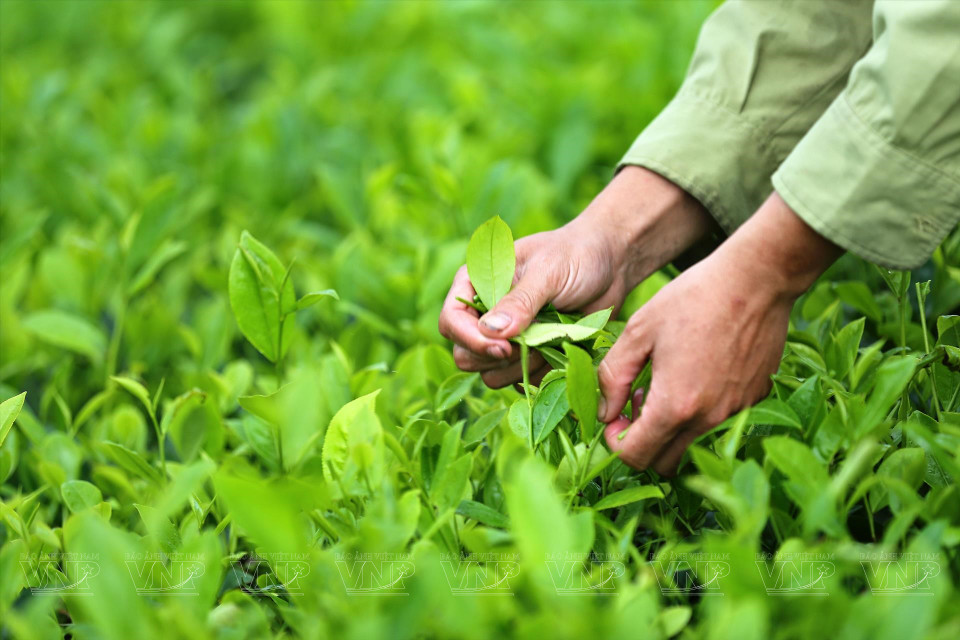 Les produits de la coopérative ont été vérifiés, certifiés et évalués pour leur qualité par les autorités compétentes et ont obtenu le certificat d'hygiène et de sécurité sanitaire des aliments. 