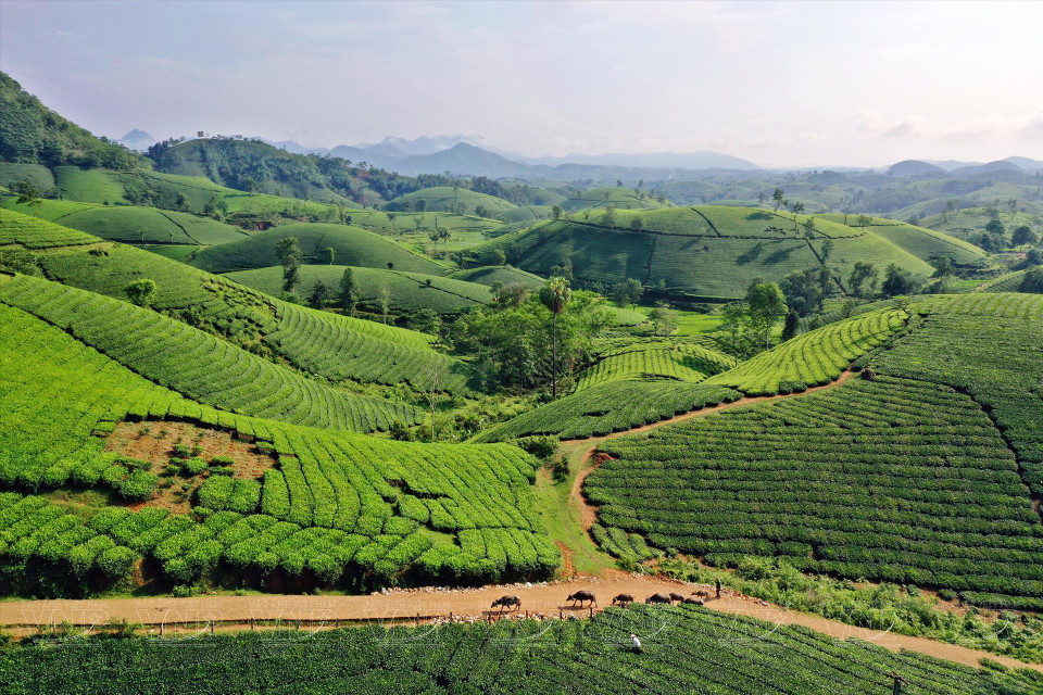 La superficie de culture du thé est gérée par les habitants et s'étend sur environ 400 hectares, produisant chaque année plus de 3.000 tonnes de thé frais.