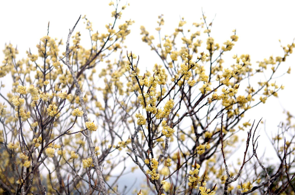 La chaîne de montagnes Bach Moc Luong Tu possède également des azalées jaunes qui poussent souvent à une altitude de 3.000 m.