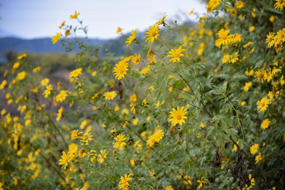 Les tournesols sauvages créent un tableau naturel coloré.