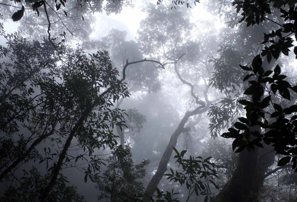 La forêt vierge à plus de 2.000m d'altitude est toujours couverte de nuages, créant une scène mystérieuse et fantaisiste. Photo: VNA