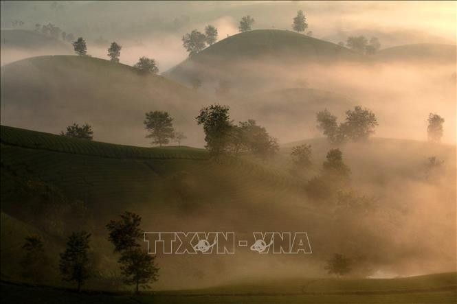 Des collines de thé ressemblent à des bols superposés enveloppés dans un voile de brume légère, créant une scène très impressionnante.