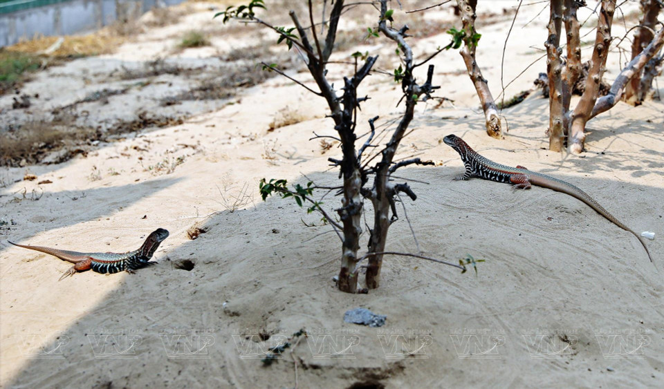 L'iguane du désert de Ninh Thuan est un reptile qui vit dans les dunes chaude. De forme élancée comme un lézard et très agile, il est présent à Tien Tien Farm &amp; Zoo. 