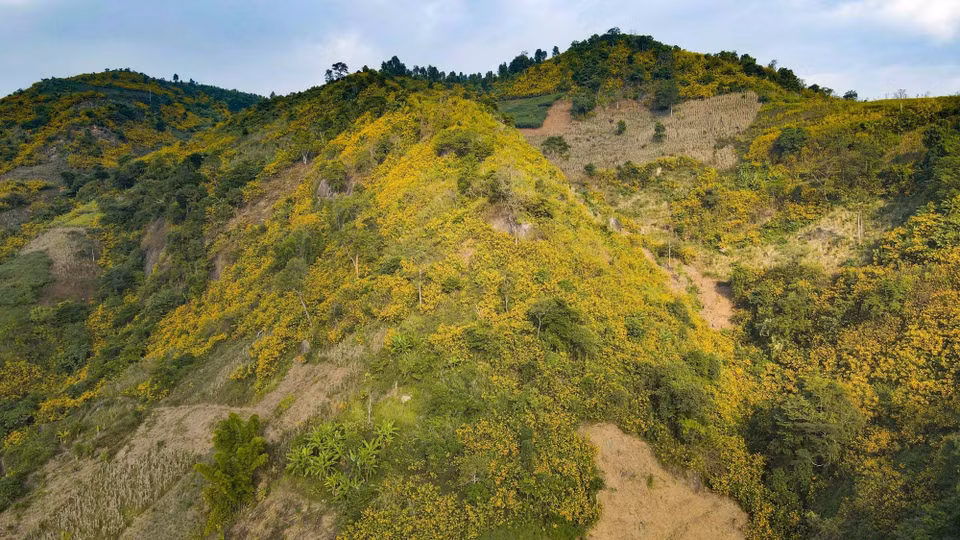 La colline est recouverte des tournesols sauvages.