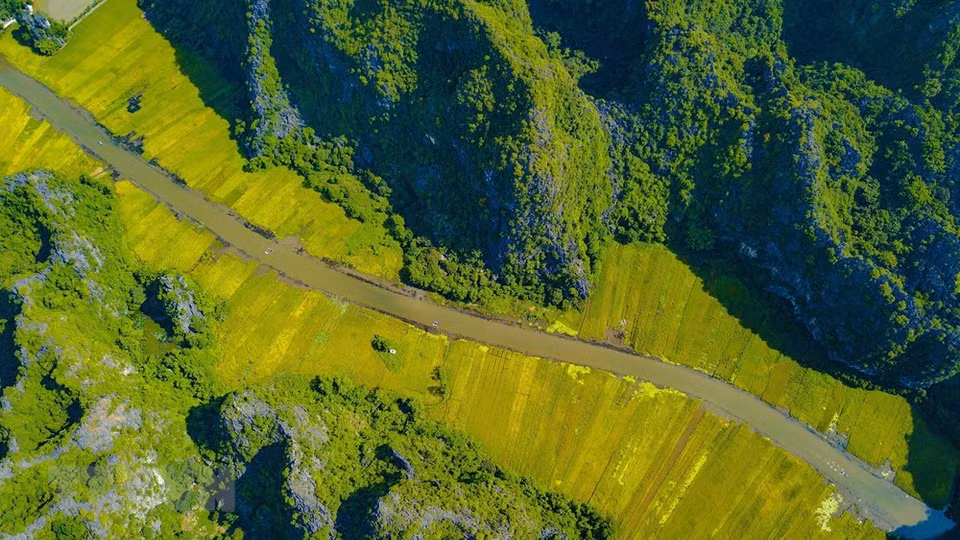  Des champs de riz mûr vus du toit de la grotte Mua 