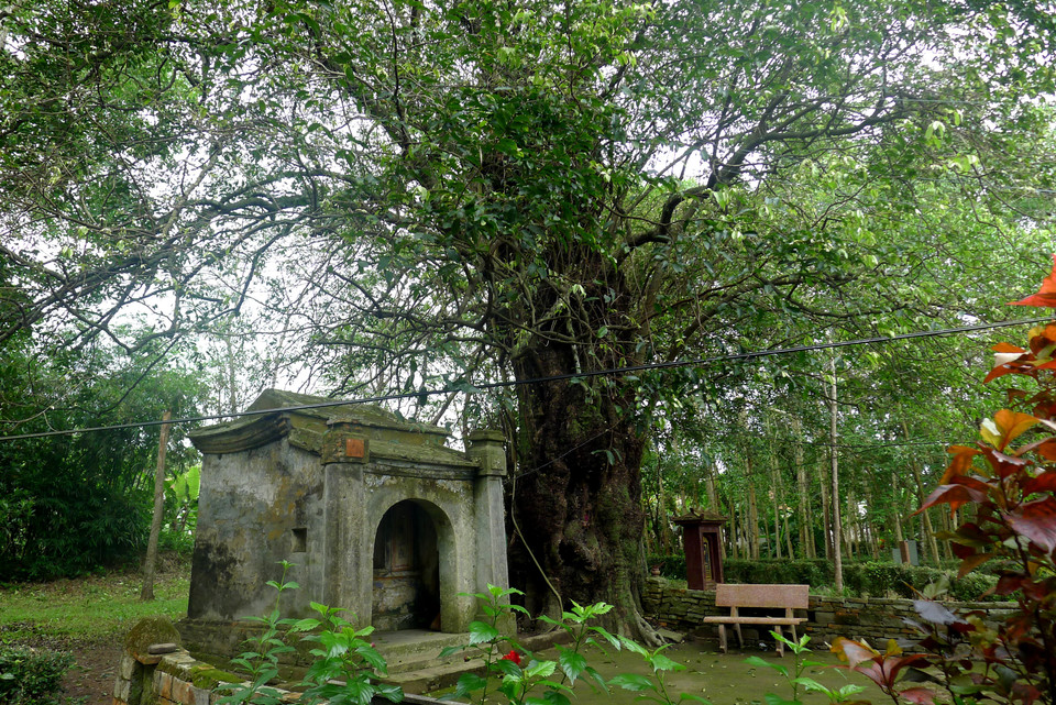 Arbre de plus de 700 ans au milieu du village et temple de Cay Thi.