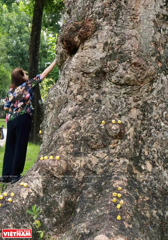 Nguyên Thi Liêu donnant à manger aux écureuils chaque matin est une image familière pour tous ceux qui y font de la gymnastique.