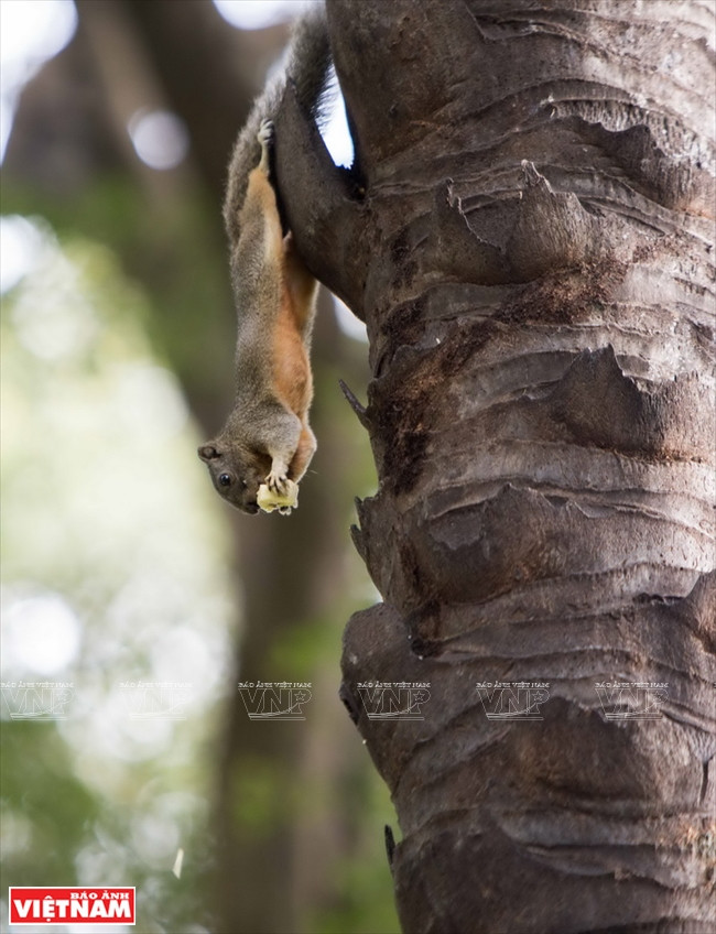 Un écureuil dégustant son plat préféré.