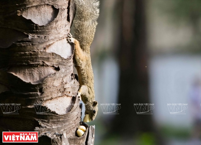 Les écureuils d​u Parc Tao Dàn ont une vie favorable grâce notamment à Liêu.