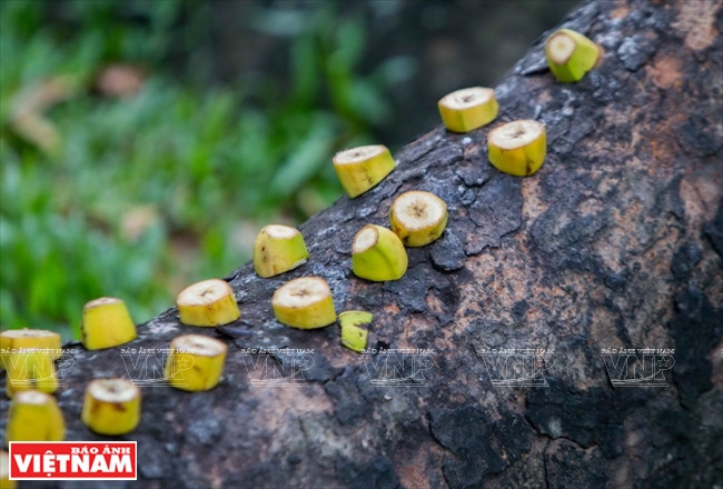 Nguyên Thi Liêu donne à manger aux écureuils dans le parc Tao Dàn depuis 20 ans.
