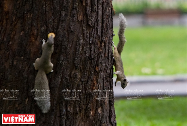 Les écureuils emportent des morceaux avec eux.