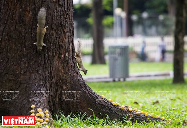 Écureuils descendant de l’arbre pour prendre leur nourriture.